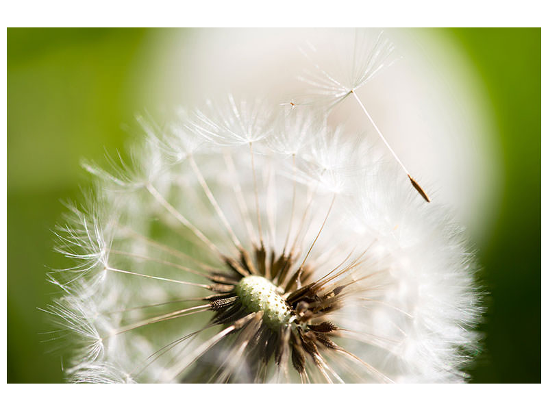 panoramic-canvas-print-blowball-dandelion