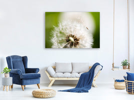 5-piece-canvas-print-blowball-dandelion