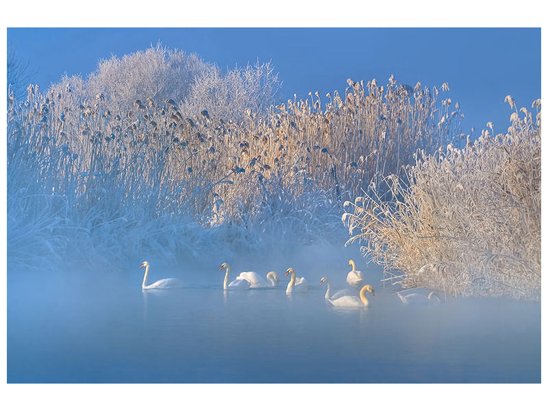 3-piece-canvas-print-blue-swan-lake