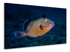 3-piece-canvas-print-blue-triggerfish