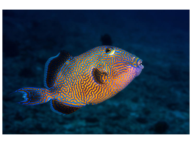 3-piece-canvas-print-blue-triggerfish