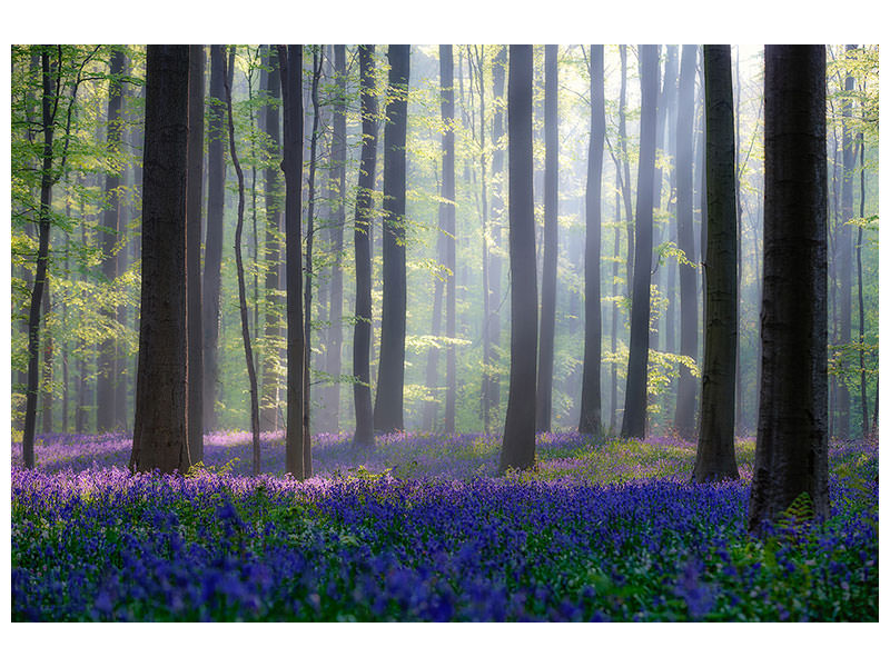 4-piece-canvas-print-bluebells