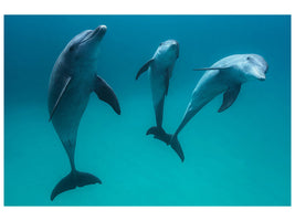 5-piece-canvas-print-bottlenose-dolphins-ii