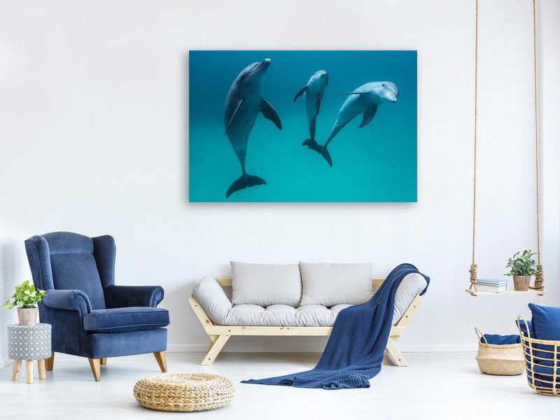 modern-4-piece-canvas-print-bottlenose-dolphins-ii