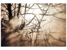 panoramic-3-piece-canvas-print-branches-in-fog-light
