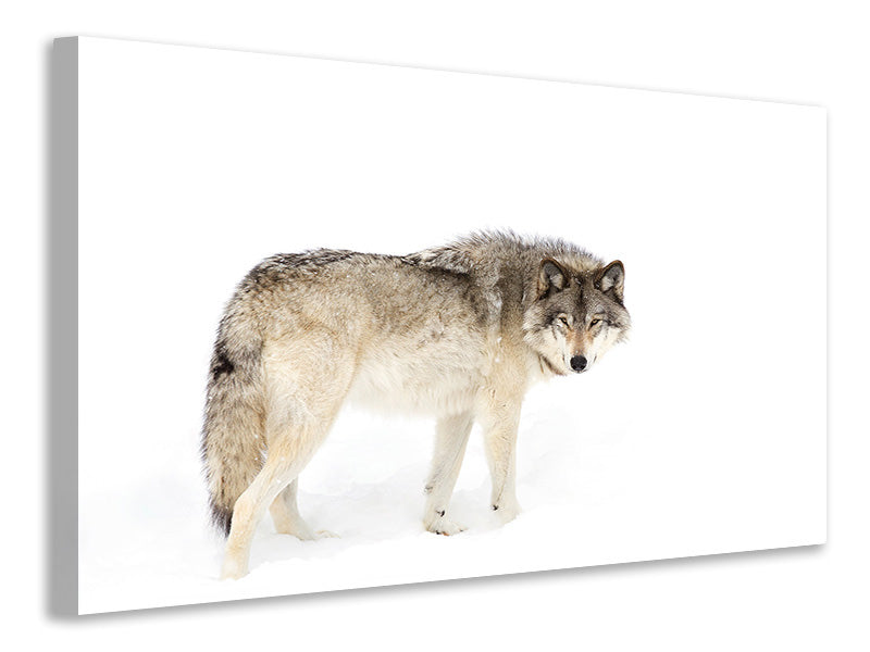 canvas-print-canadian-timber-wolf