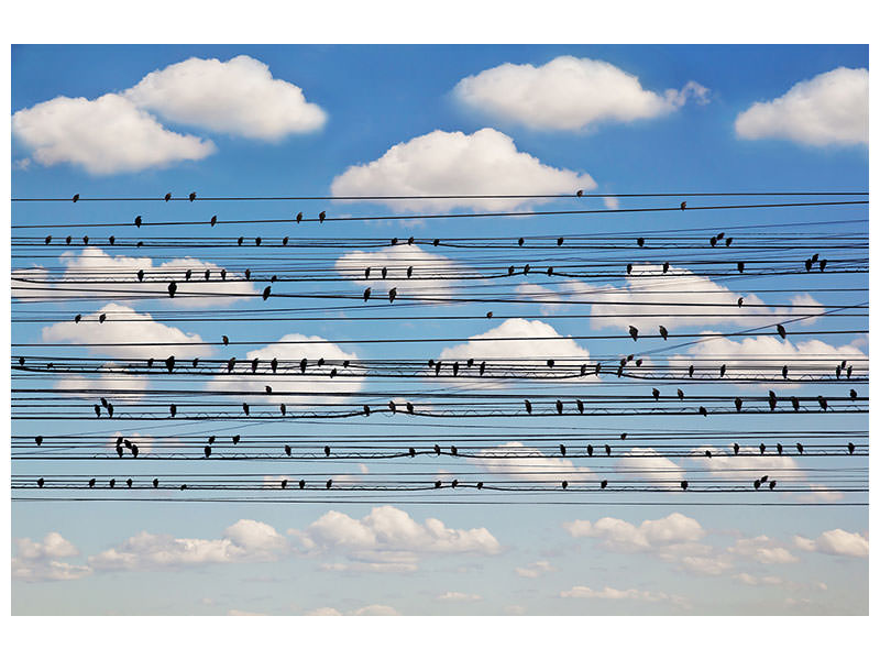 panoramic-3-piece-canvas-print-cantus-arcticus-concerto-for-birds