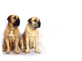 canvas-print-2-mastiffs