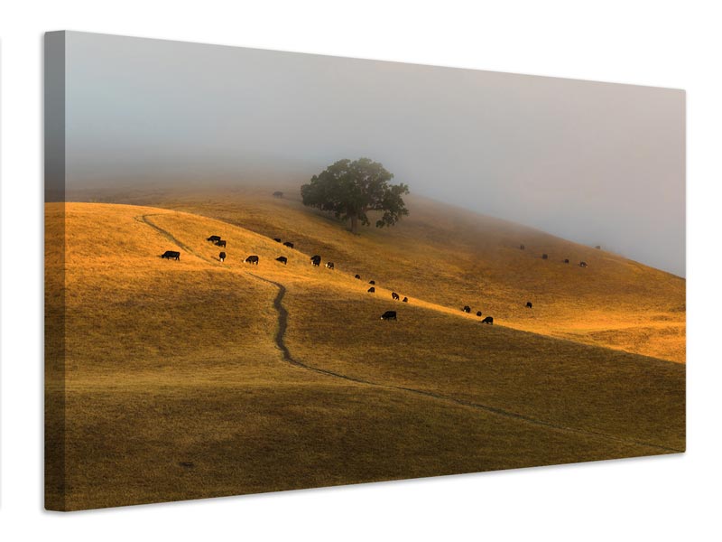 canvas-print-a-summer-morning-in-trivalley-x
