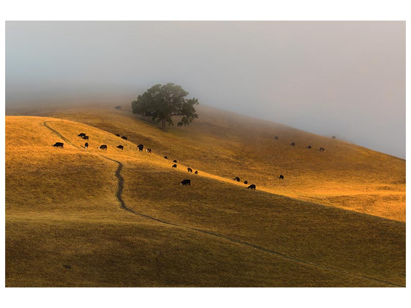 canvas-print-a-summer-morning-in-trivalley-x