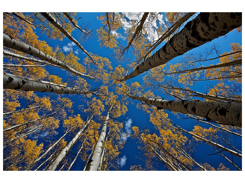 canvas-print-aspen-s-fall-x