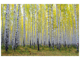 canvas-print-autumnal-birch-forest