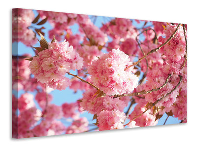 canvas-print-beautiful-cherry-blossoms