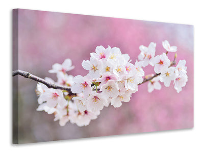 canvas-print-cherry-blossoms-xxl