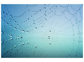 canvas-print-cobweb-in-morning-dew