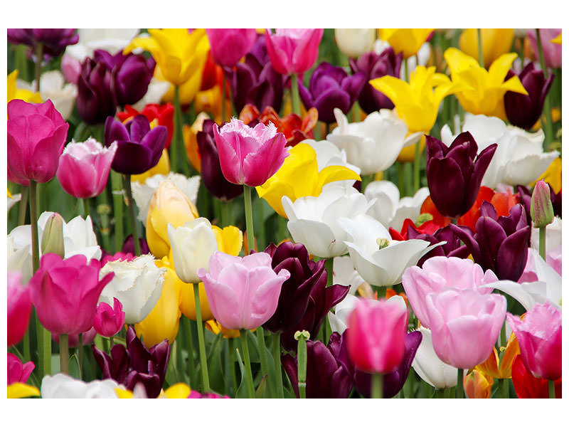 canvas-print-colorful-tulip-field