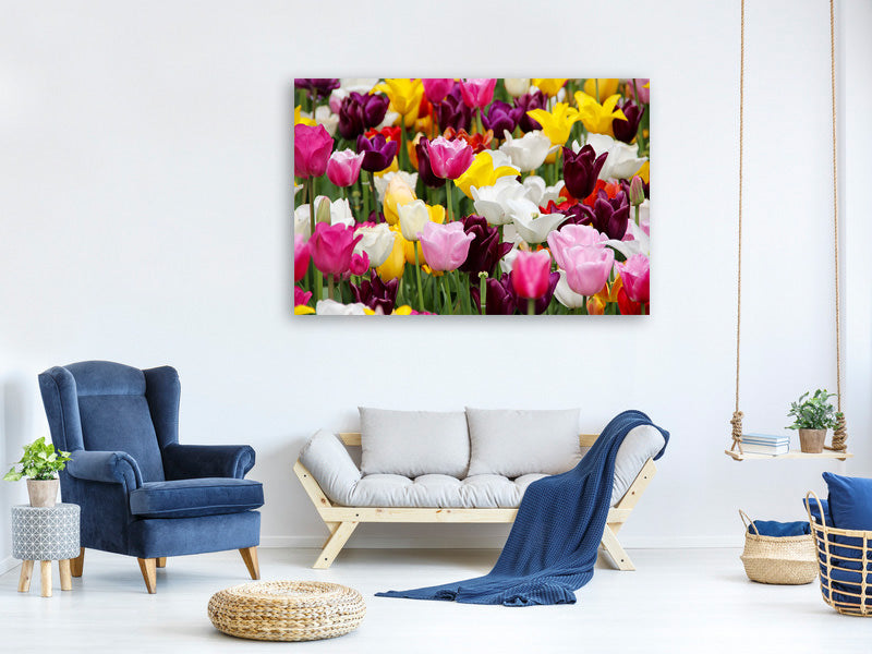 canvas-print-colorful-tulip-field