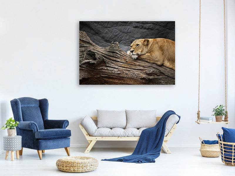 canvas-print-dreaming-lioness