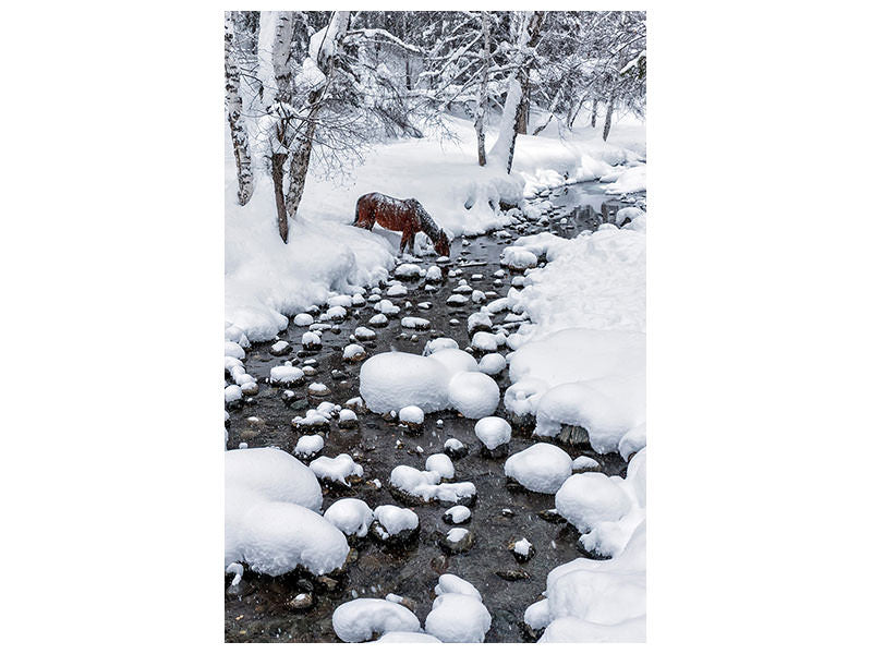 canvas-print-drinking-in-snow