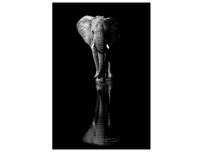 canvas-print-elephant-xsa