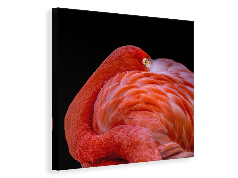 canvas-print-flamingo-a