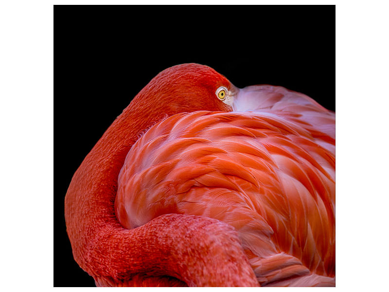 canvas-print-flamingo-a