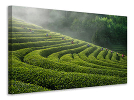canvas-print-green-tea-farm