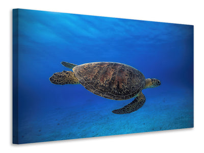 canvas-print-green-turtle-in-the-blue