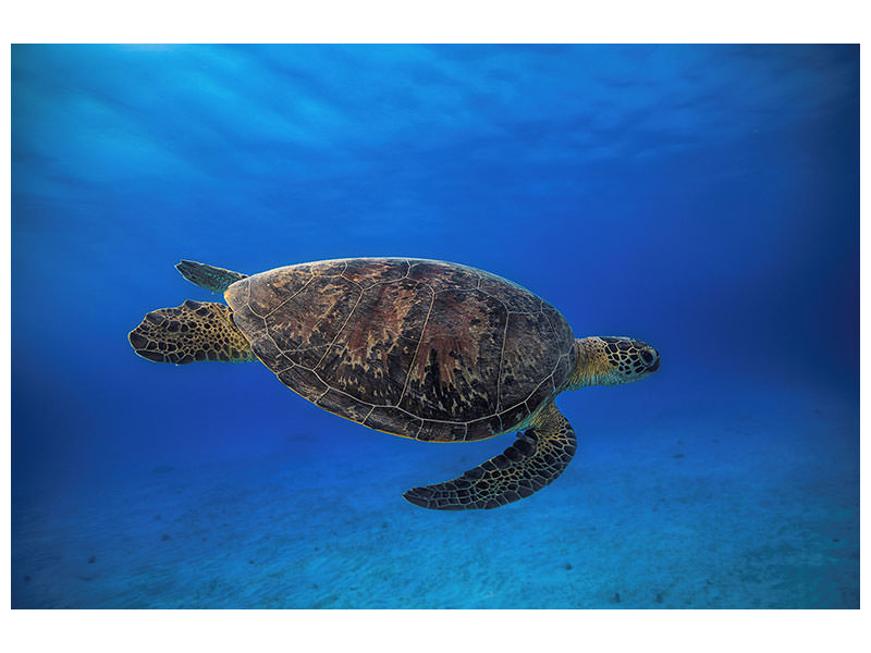 canvas-print-green-turtle-in-the-blue