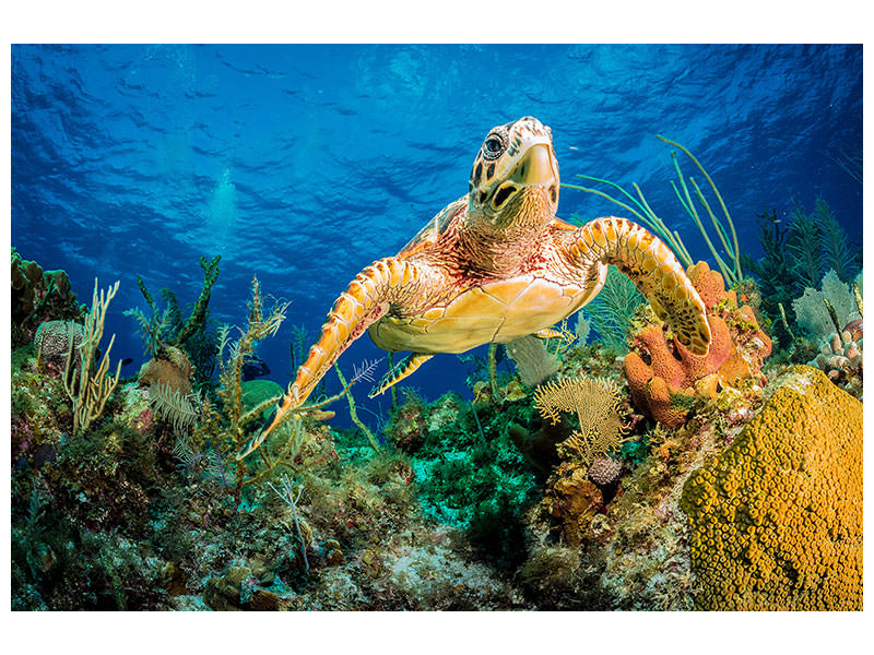 canvas-print-hawksbill-turtle-swimming-through-caribbean-reef