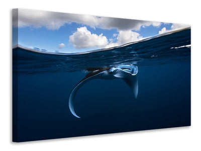canvas-print-little-manta-ray