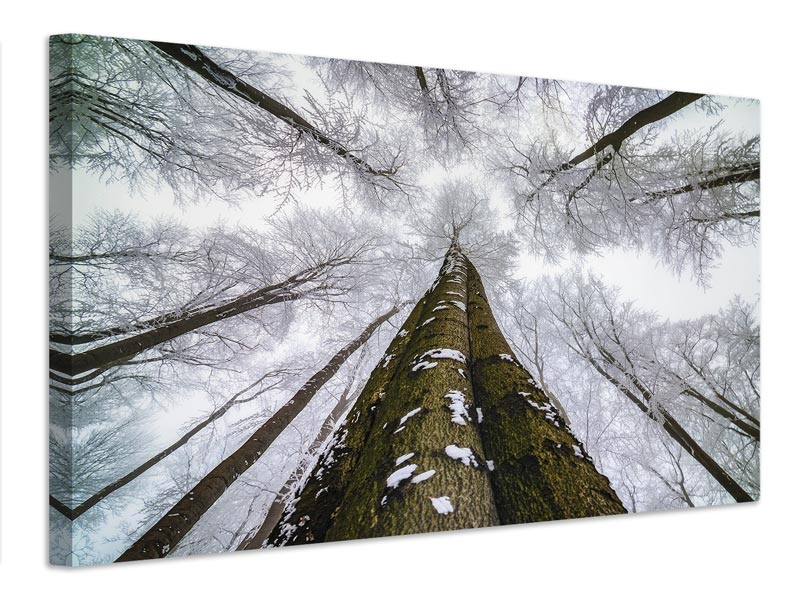 canvas-print-looking-up-x