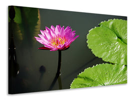 canvas-print-lotus-flower-in-pink