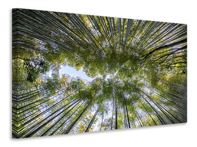 canvas-print-many-treetops