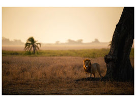 canvas-print-palm-tree-king-x