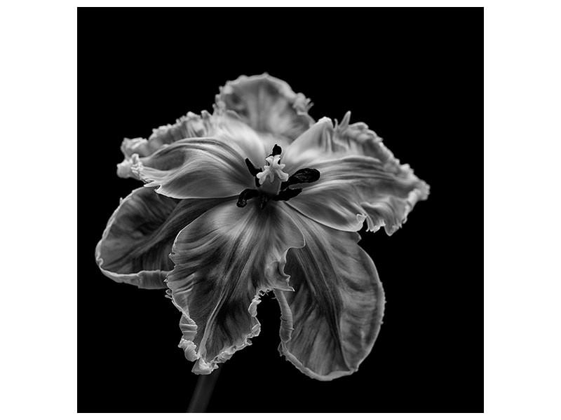 canvas-print-parrot-tulip
