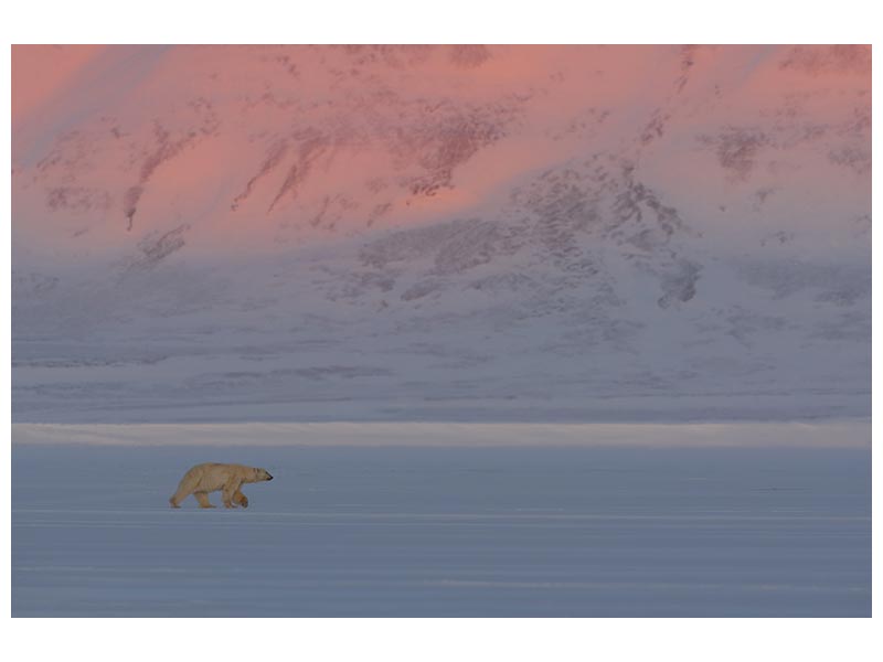 canvas-print-polar-bear-x