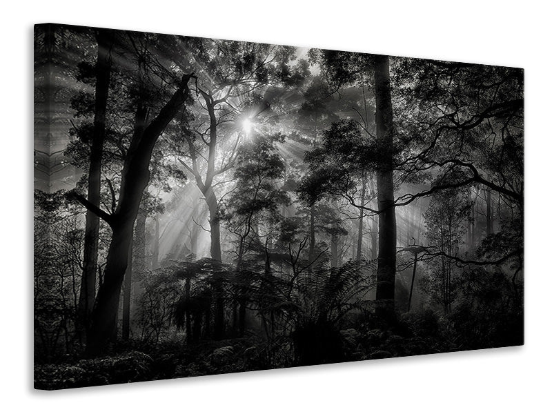 canvas-print-primary-forest
