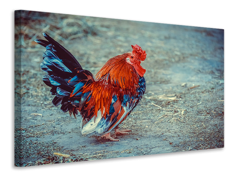 canvas-print-proud-cock