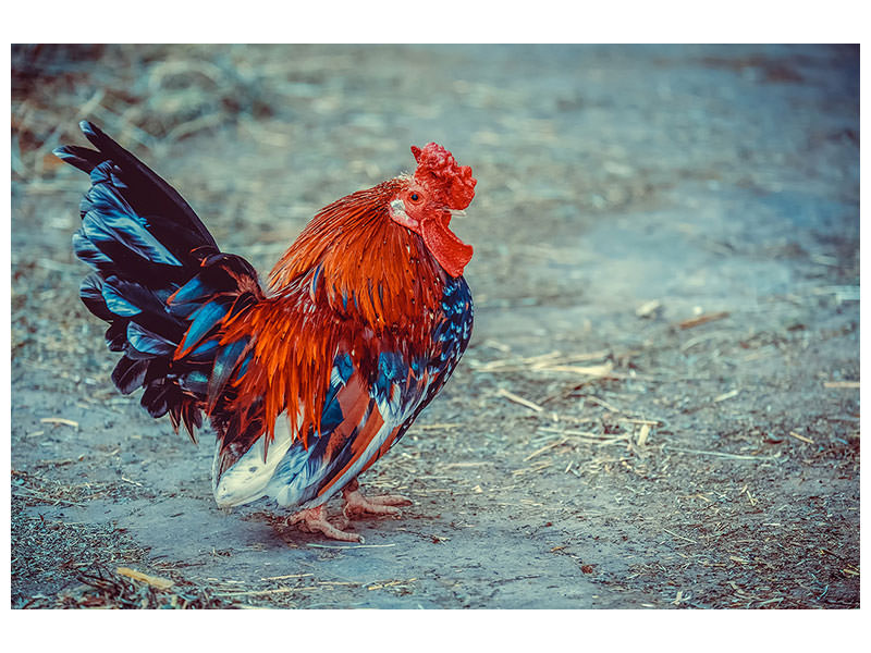 canvas-print-proud-cock