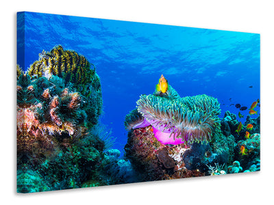 canvas-print-sea-life