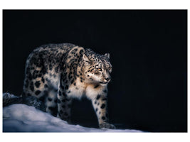 canvas-print-snow-leopard-x