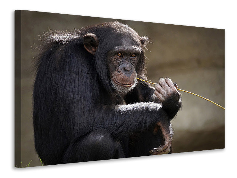 canvas-print-sweet-chimpanzee