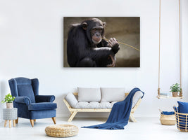 canvas-print-sweet-chimpanzee