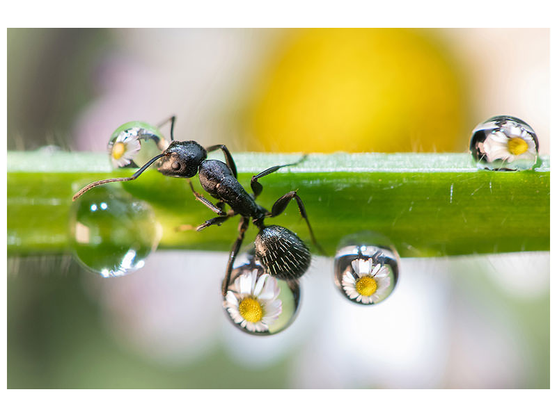 canvas-print-the-ant-between-the-drops