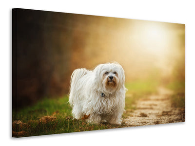 canvas-print-the-havanese