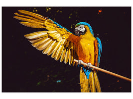 canvas-print-the-macaw