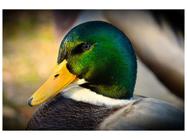 canvas-print-the-mallard