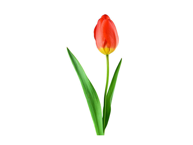canvas-print-the-proud-tulip