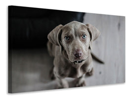 canvas-print-the-weimaraner